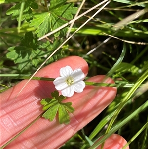 Geranium potentilloides var. potentilloides at Harolds Cross, NSW - 7 Dec 2024