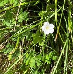 Geranium potentilloides var. potentilloides at Harolds Cross, NSW - 7 Dec 2024