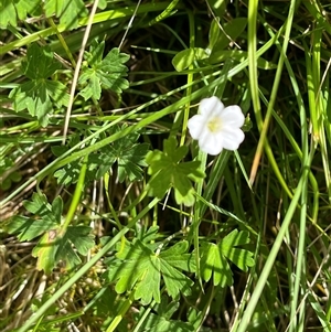 Geranium potentilloides var. potentilloides at Harolds Cross, NSW - 7 Dec 2024