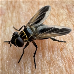 Trichopoda giacomellii (Feather Leg Fly) at Chapman, ACT - 8 Dec 2024 by WindyHen