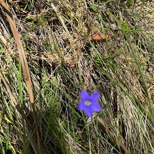 Wahlenbergia sp. at Harolds Cross, NSW by courtneyb