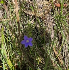 Wahlenbergia sp. at Harolds Cross, NSW - 7 Dec 2024