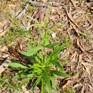 Cynoglossum australe at Fisher, ACT by LPadg