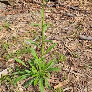 Cynoglossum australe at Fisher, ACT - 9 Dec 2024 09:30 AM