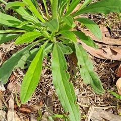 Cynoglossum australe at Fisher, ACT - 9 Dec 2024 09:30 AM