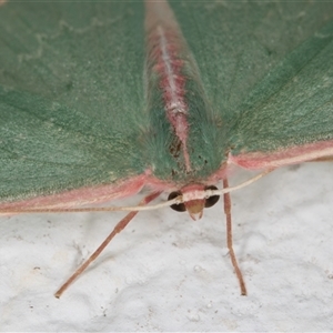 Chlorocoma dichloraria at Melba, ACT - 6 Dec 2024 10:20 PM