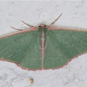 Chlorocoma dichloraria at Melba, ACT - 6 Dec 2024 10:20 PM