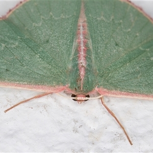 Chlorocoma dichloraria at Melba, ACT - 6 Dec 2024 10:20 PM