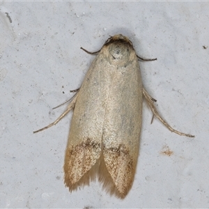 Tachystola stenoptera (Chezela Group) at Melba, ACT by kasiaaus