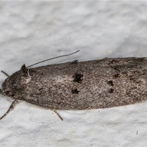 Heterozyga coppatias at Melba, ACT - 6 Dec 2024 10:23 PM