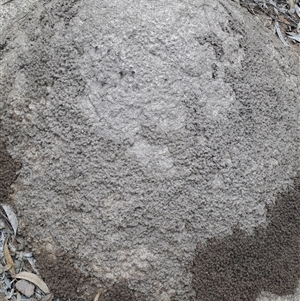 Nasutitermes (genus) at Kambah, ACT - suppressed