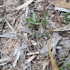 Grona varians (Slender Tick-Trefoil) at Kambah, ACT - 9 Dec 2024 by LPadg