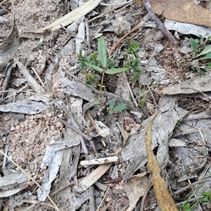 Unidentified Pea at Kambah, ACT by LPadg