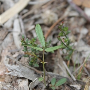 Grona varians at Kambah, ACT - 9 Dec 2024 07:59 AM