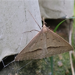 Epidesmia hypenaria (Long-nosed Epidesmia) at Lyons, ACT - 9 Dec 2024 by ran452