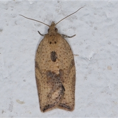 Epiphyas postvittana (Light Brown Apple Moth) at Melba, ACT - 6 Dec 2024 by kasiaaus