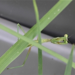 Pseudomantis albofimbriata at Lyons, ACT - 8 Dec 2024 by ran452