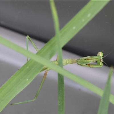 Mantidae (family) adult or nymph at Lyons, ACT - 9 Dec 2024 by ran452