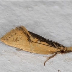 Thema brevivitella (A Concealer moth (Chezala Group)) at Melba, ACT - 6 Dec 2024 by kasiaaus