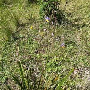 Dianella revoluta var. revoluta at Harolds Cross, NSW by courtneyb