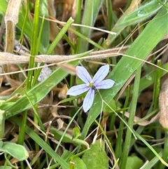 Lobelia pedunculata (Matted Pratia) at Harolds Cross, NSW - 7 Dec 2024 by courtneyb