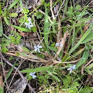 Lobelia pedunculata at Harolds Cross, NSW - 7 Dec 2024 11:23 AM