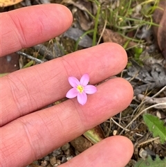 Centaurium sp. at Harolds Cross, NSW - 7 Dec 2024 by courtneyb