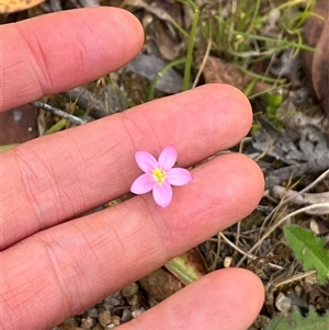 Centaurium sp. at Harolds Cross, NSW - 7 Dec 2024