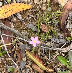 Centaurium sp. at Harolds Cross, NSW - 7 Dec 2024