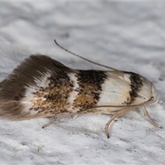 Notodryas (genus) (A Concealer moth (Chezala group) at Melba, ACT - 6 Dec 2024 by kasiaaus