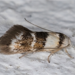 Notodryas vallata at Melba, ACT by kasiaaus