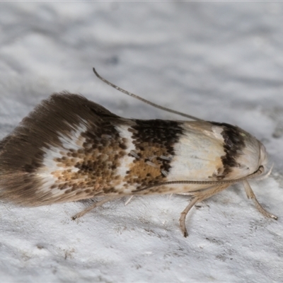 Notodryas (genus) (A Concealer moth (Chezala group) at Melba, ACT - 6 Dec 2024 by kasiaaus