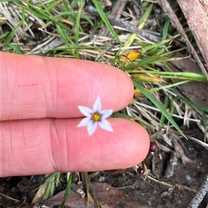 Romulea rosea var. australis at Harolds Cross, NSW by courtneyb