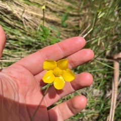 Ranunculus lappaceus (Australian Buttercup) at Harolds Cross, NSW - 7 Dec 2024 by courtneyb