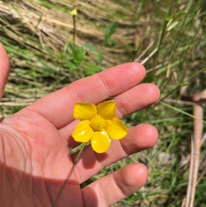 Ranunculus lappaceus at Harolds Cross, NSW by courtneyb