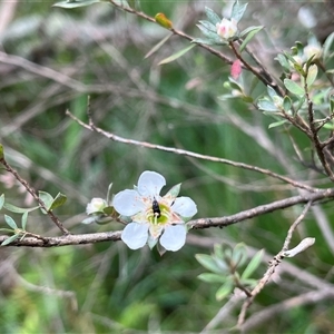 Leptospermum sp. at Harolds Cross, NSW by courtneyb