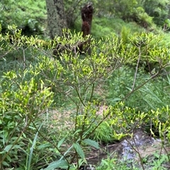 Olearia lirata at Harolds Cross, NSW - 7 Dec 2024 by courtneyb