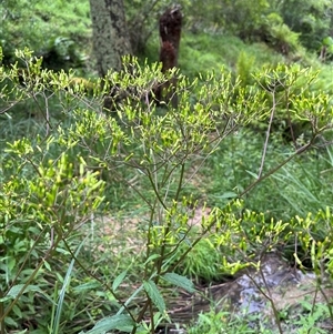 Olearia lirata at Harolds Cross, NSW by courtneyb