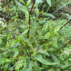 Senecio minimus at Harolds Cross, NSW - 7 Dec 2024