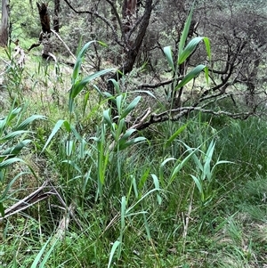 Phragmites australis at Harolds Cross, NSW - 7 Dec 2024