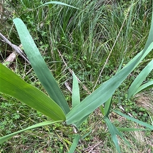 Phragmites australis at Harolds Cross, NSW - 7 Dec 2024