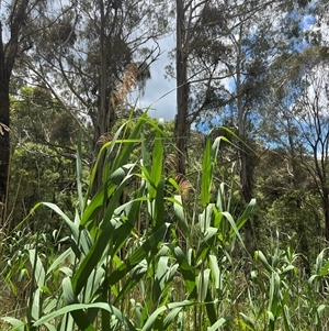 Phragmites australis at Harolds Cross, NSW - 7 Dec 2024