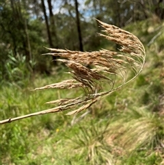 Phragmites australis at Harolds Cross, NSW - 7 Dec 2024