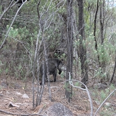 Wallabia bicolor (Swamp Wallaby) at Kambah, ACT - 9 Dec 2024 by LPadg