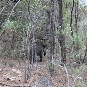 Wallabia bicolor at Kambah, ACT - 9 Dec 2024 10:38 AM