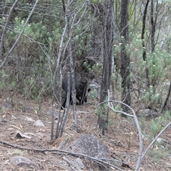 Wallabia bicolor at Kambah, ACT - 9 Dec 2024