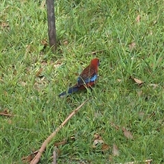 Platycercus elegans (Crimson Rosella) at Culburra Beach, NSW - 9 Dec 2024 by jamattymoo