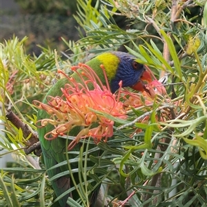 Trichoglossus moluccanus at Hyams Beach, NSW by jamattymoo