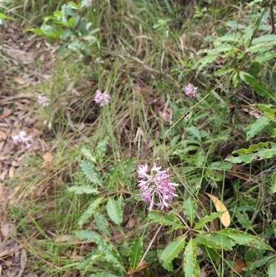 Unidentified Plant at Callala Beach, NSW - 4 Dec 2024 by jamattymoo