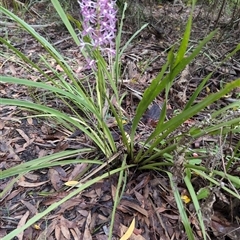 Unidentified Plant at Vincentia, NSW - 4 Dec 2024 by jamattymoo